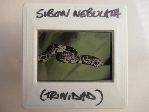 Sibon nebulatus snake - nebulatus, dia